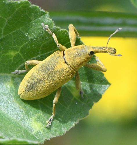 Réf. 259 848 : Lixus pulverulentus